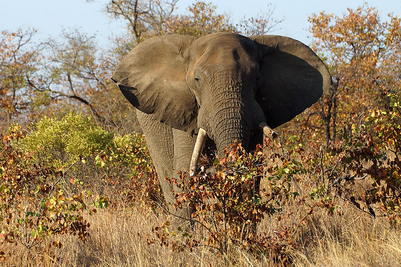 P.N. Kruger - Environs de Letaba