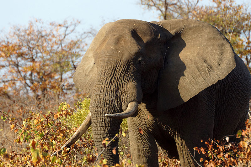 P.N. Kruger - Environs de Letaba
