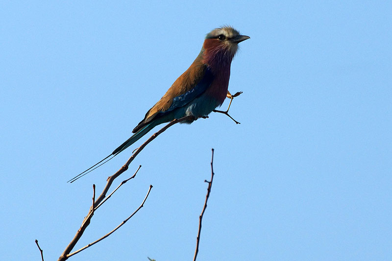P.N. Kruger - Environs de Letaba