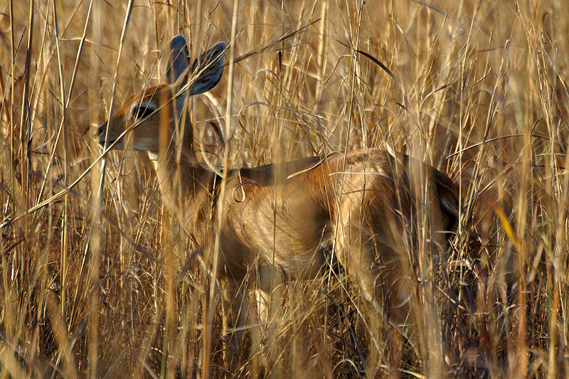 P.N. Kruger - Environs de Letaba