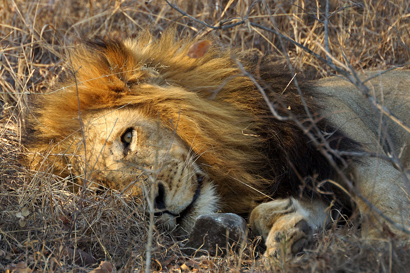 Photo lions