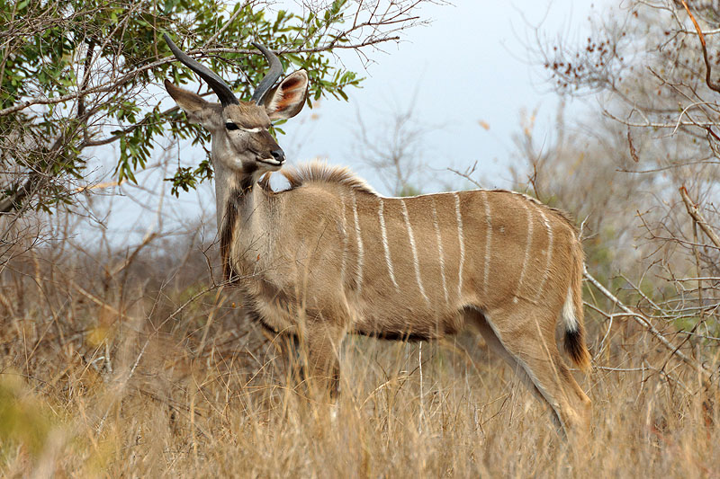 P.N. Kruger - Entre Phabeni Gate & Lower Sabie