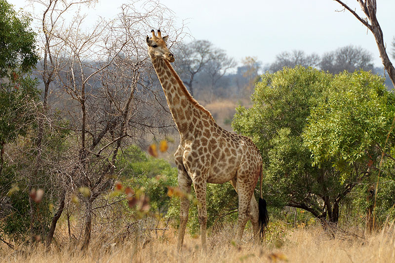 P.N. Kruger - Entre Phabeni Gate & Lower Sabie