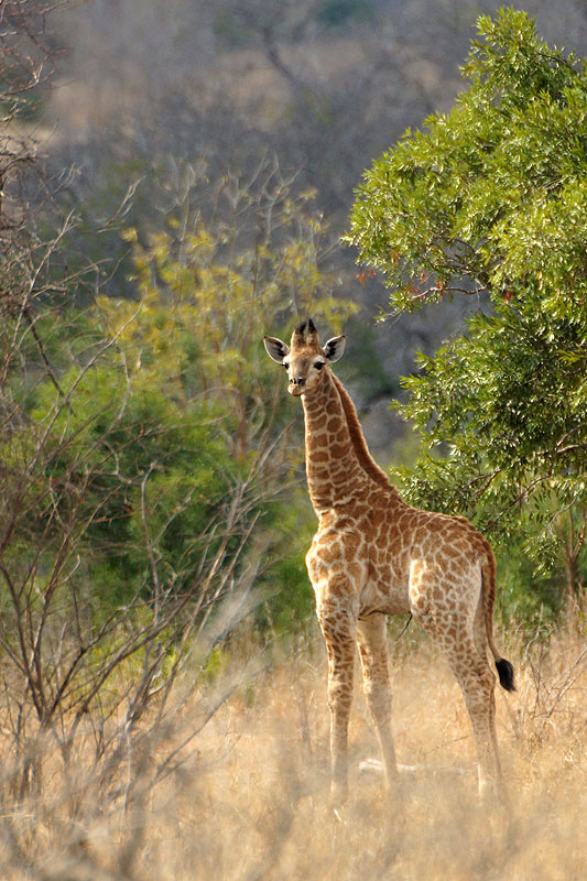 P.N. Kruger - Entre Phabeni Gate & Lower Sabie