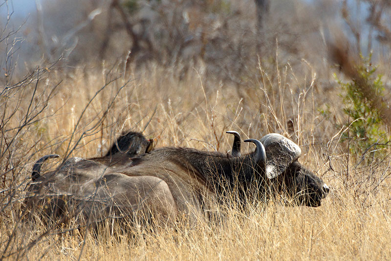 P.N. Kruger - Entre Phabeni Gate & Lower Sabie