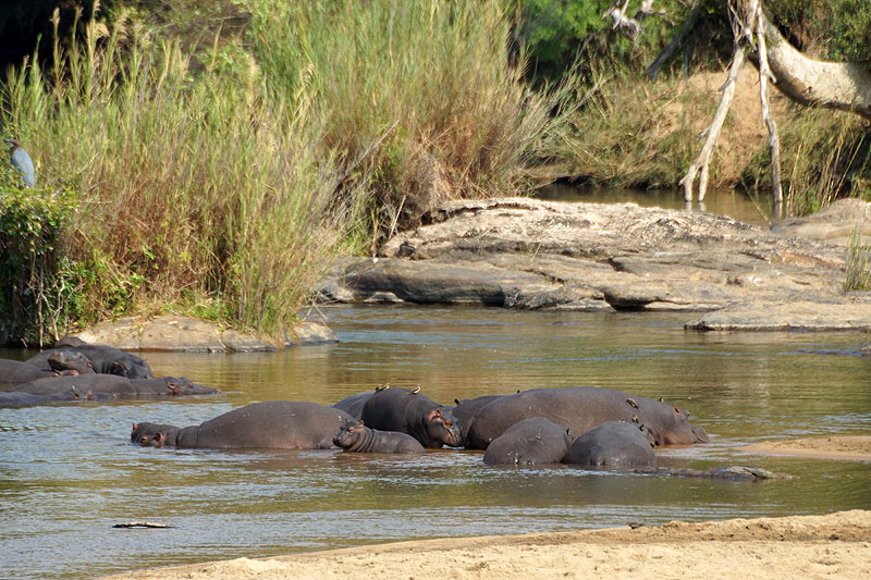 P.N. Kruger - Entre Phabeni Gate & Lower Sabie