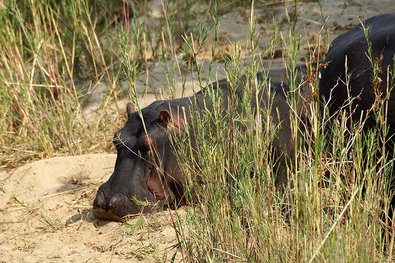 P.N. Kruger - Entre Phabeni Gate & Lower Sabie