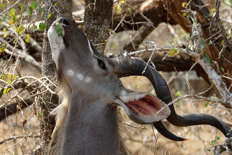 P.N. Kruger - Entre Phabeni Gate & Lower Sabie
