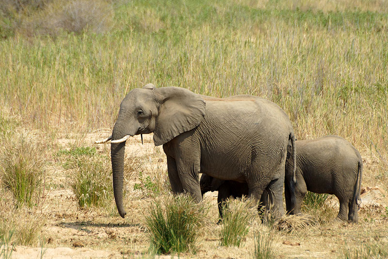 P.N. Kruger - Entre Phabeni Gate & Lower Sabie