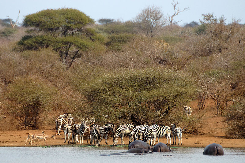 P.N. Kruger - Entre Phabeni Gate & Lower Sabie