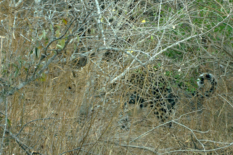 P.N. Kruger - Entre Phabeni Gate & Lower Sabie