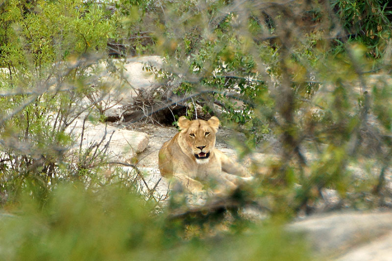 P.N. Kruger - Entre Phabeni Gate & Lower Sabie