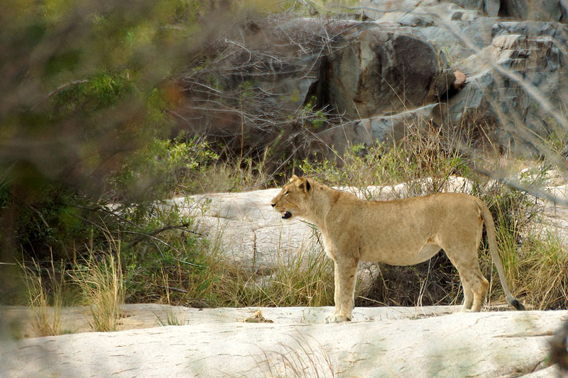 P.N. Kruger - Entre Phabeni Gate & Lower Sabie