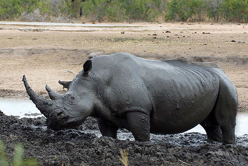 AFRIQUE DU SUD - P.N. Kruger - Environs de Pretoriuskop