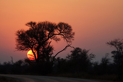 AFRIQUE DU SUD - P.N. Kruger - Environs de Satara