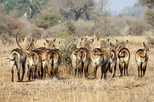 AFRIQUE DU SUD - P.N. Kruger - Environs de Satara