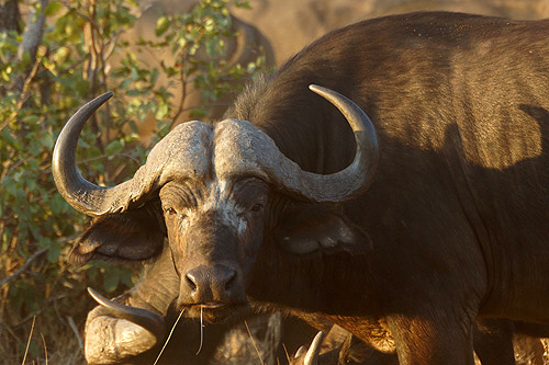 AFRIQUE DU SUD - P.N. Kruger - Environs de Letaba