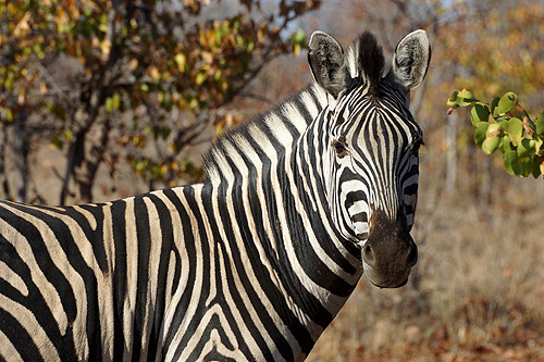 AFRIQUE DU SUD - P.N. Kruger - Environs de Letaba & Mopani