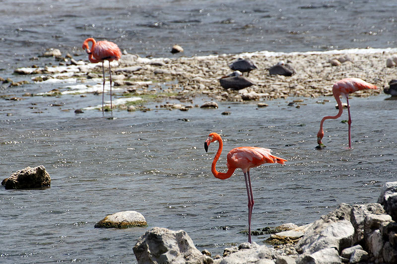 Washington Slagbaai National Park