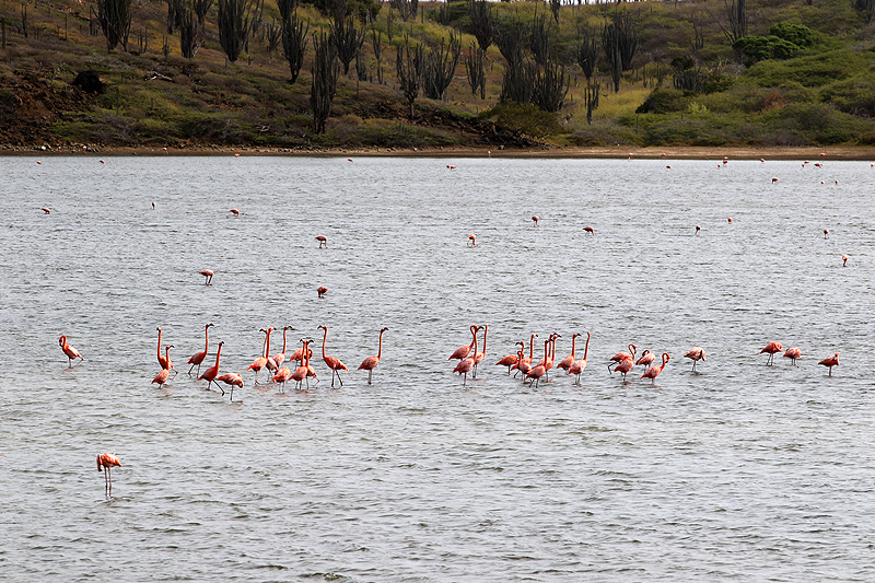 Washington Slagbaai National Park