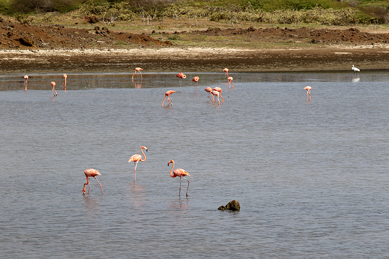 Washington Slagbaai National Park