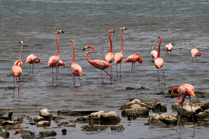 Washington Slagbaai National Park