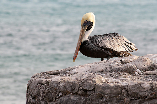 BONAIRE - Red Slave