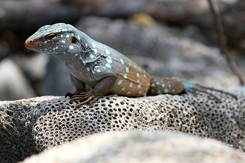 BONAIRE - Washington Slagbaai National Park