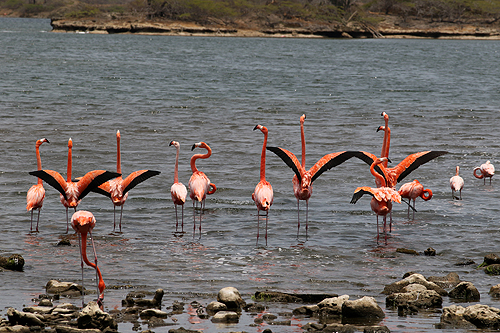 BONAIRE - Washington Slagbaai National Park
