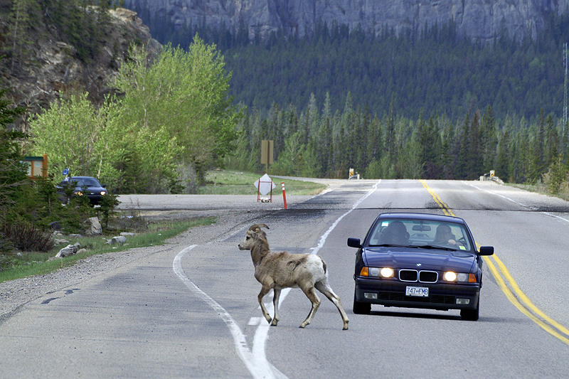 Route Jasper - Miette