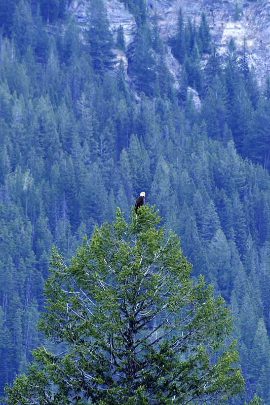 P.N. de Kootenay