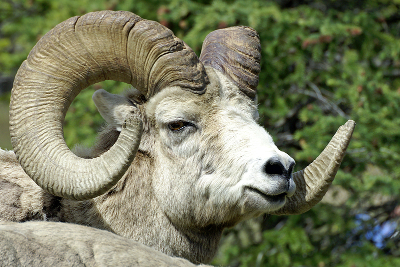 Photo mouflon d