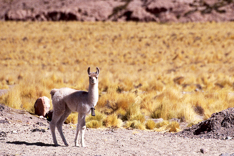 [q]San Pedro de Atacama[q]