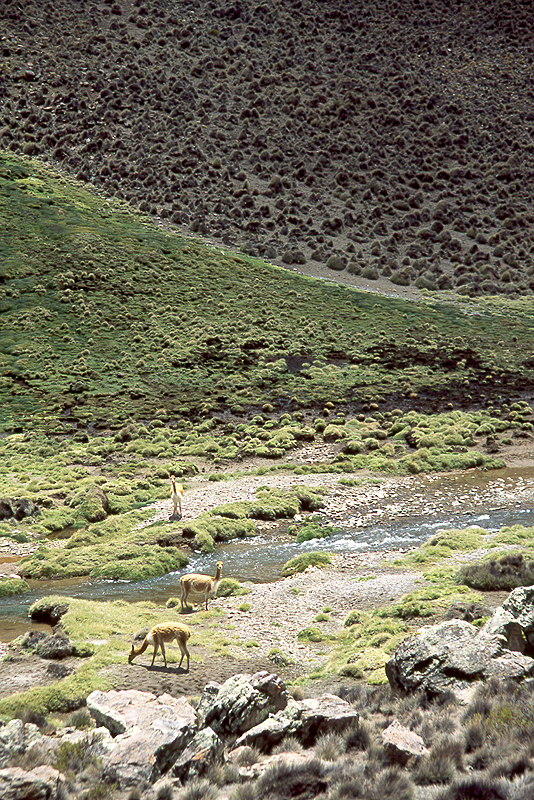 Lauca
