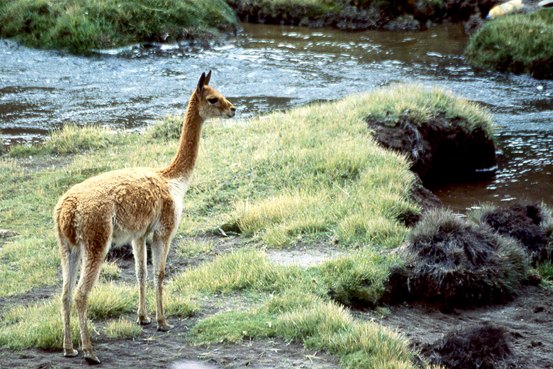 Lauca