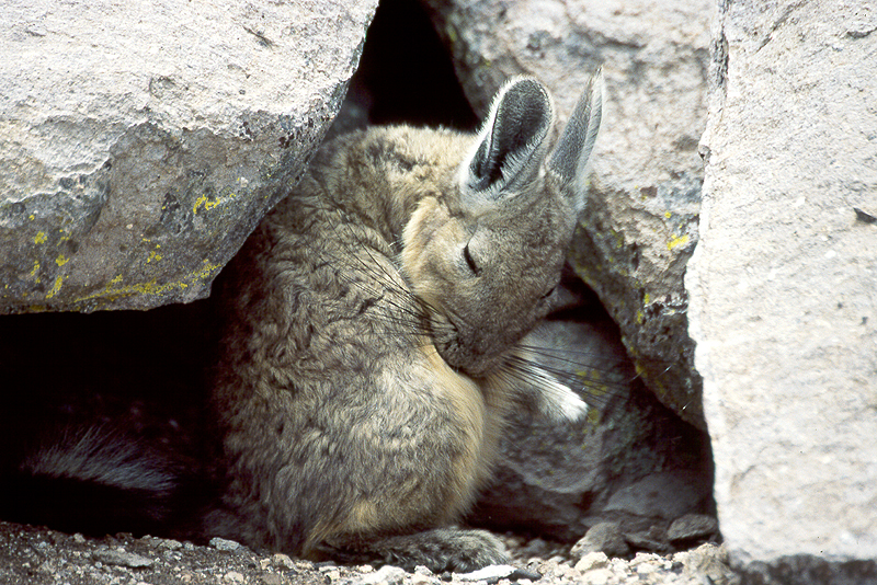Lauca