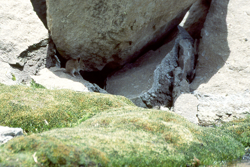 Lauca