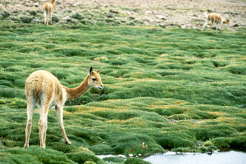 Lauca