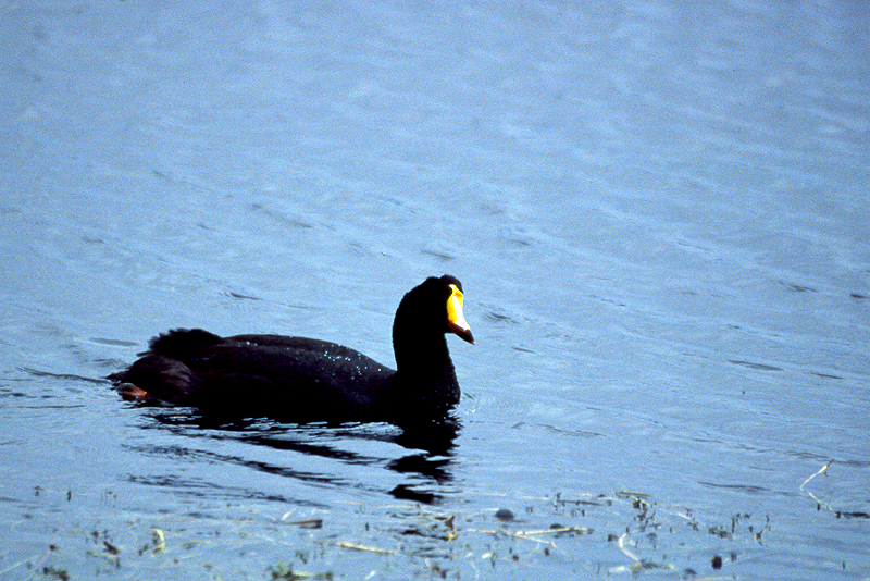 Lauca