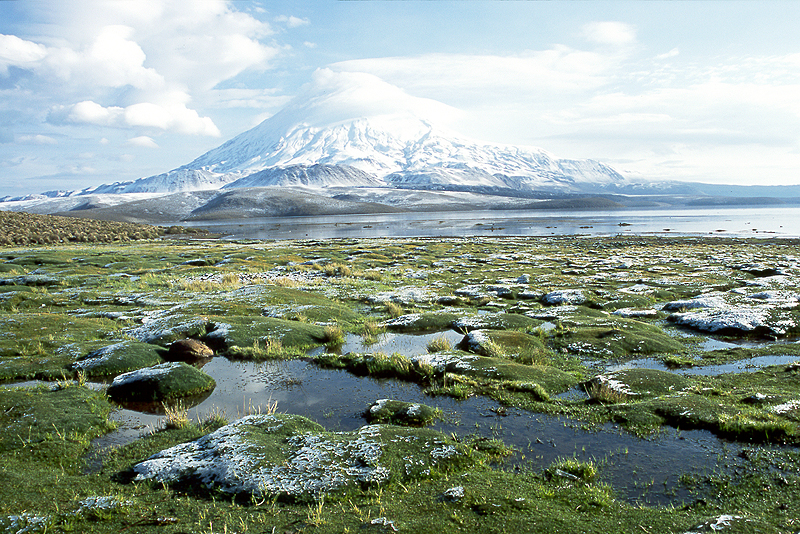 Lauca