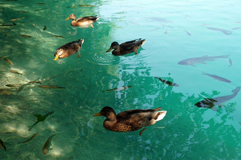 Lacs de Plitvice