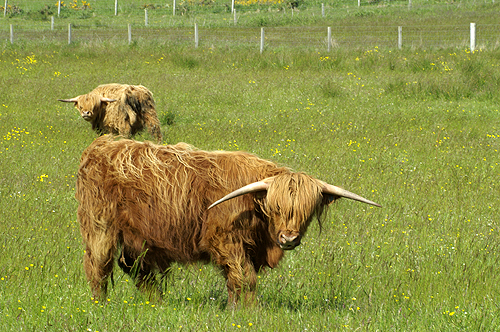 ECOSSE - Vaches à cheveux