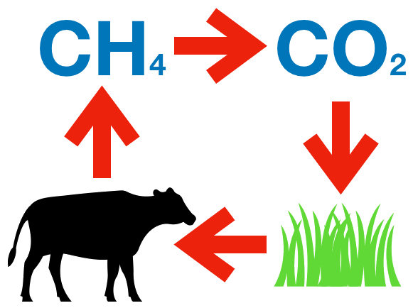 Le cycle de la vache