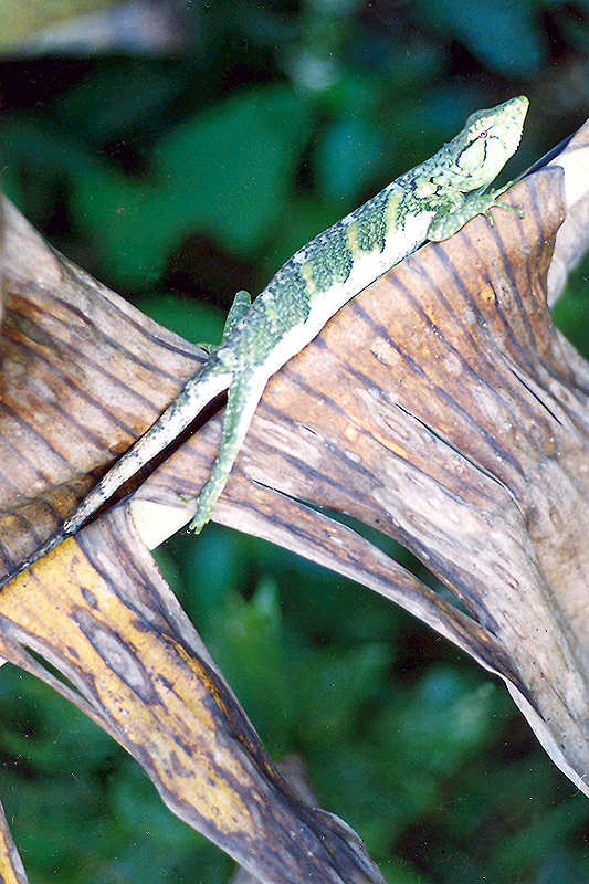 Cacao