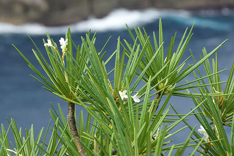 Pointe de la Grande Vigie