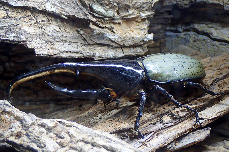 Zoo de Guadeloupe