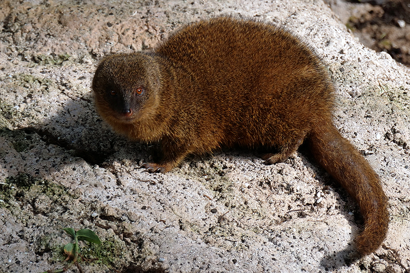 Zoo de Guadeloupe