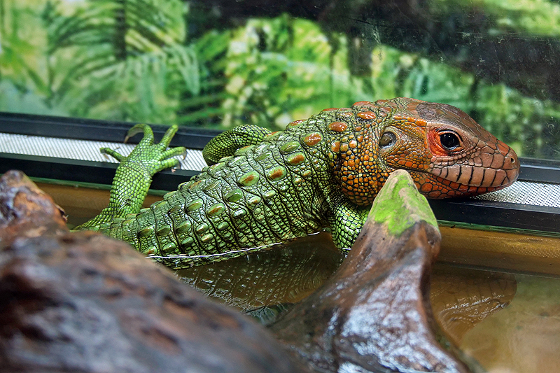 Zoo de Guadeloupe