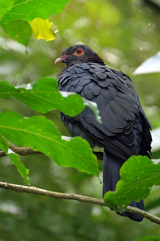 Zoo de Guadeloupe