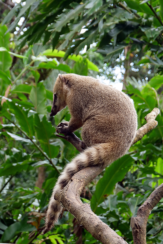 Zoo de Guadeloupe